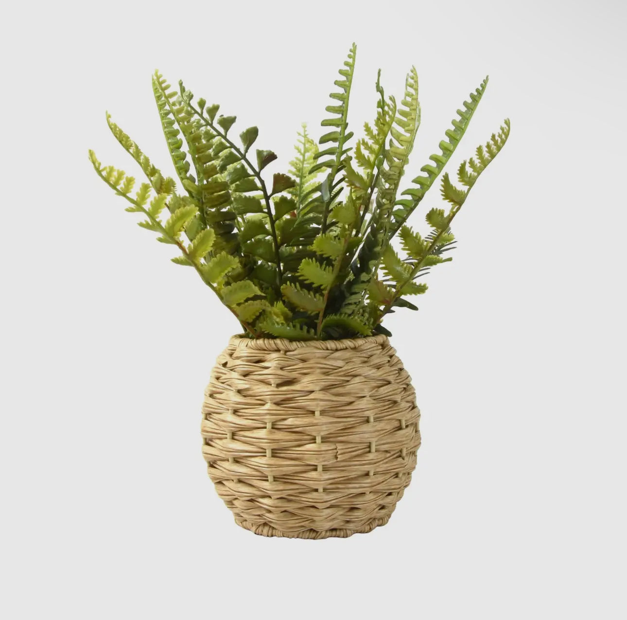 Fern in Rattan Pot