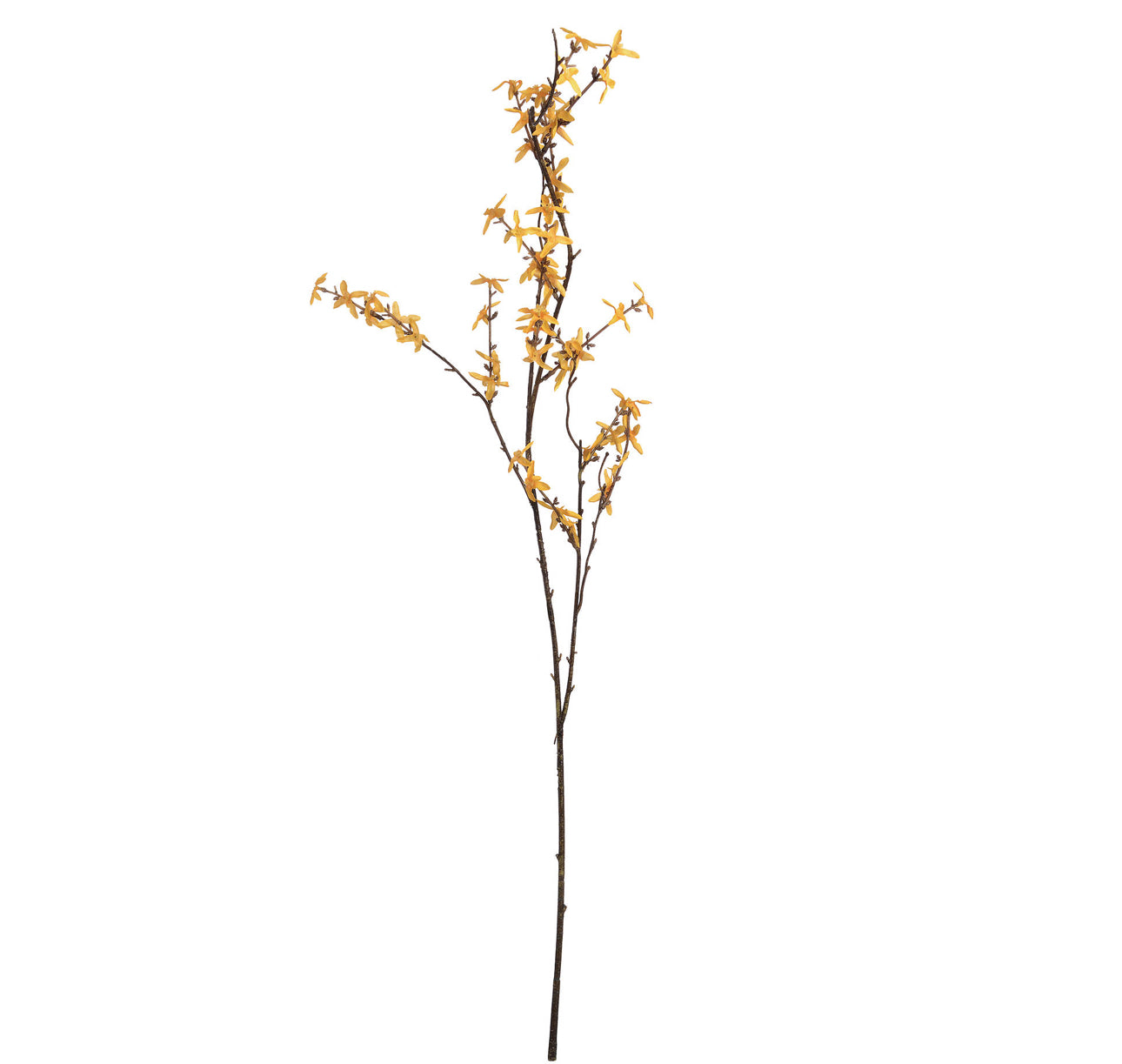 Burnt Orange & Yellow Forsythia Stem