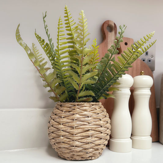 Fern in Rattan Pot