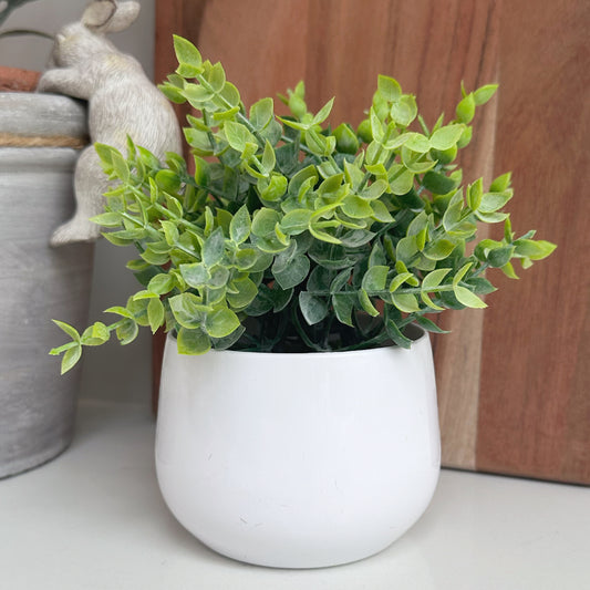 Eucalyptus Pot