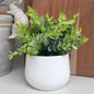 Eucalyptus Pot