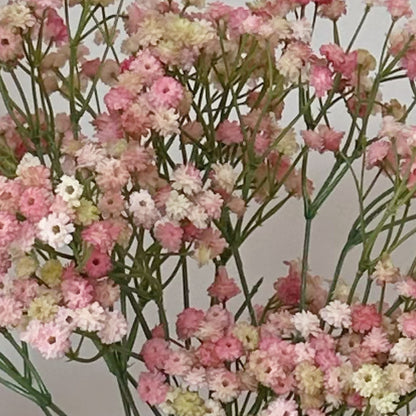 Pink Gypsophila Stem