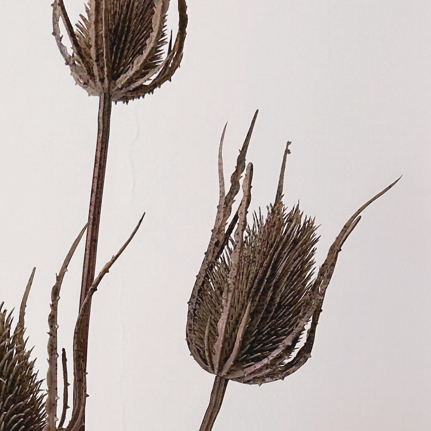 Brown Triple Teasle Stem