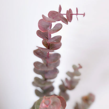 Pink/Green Eucalyptus Stem