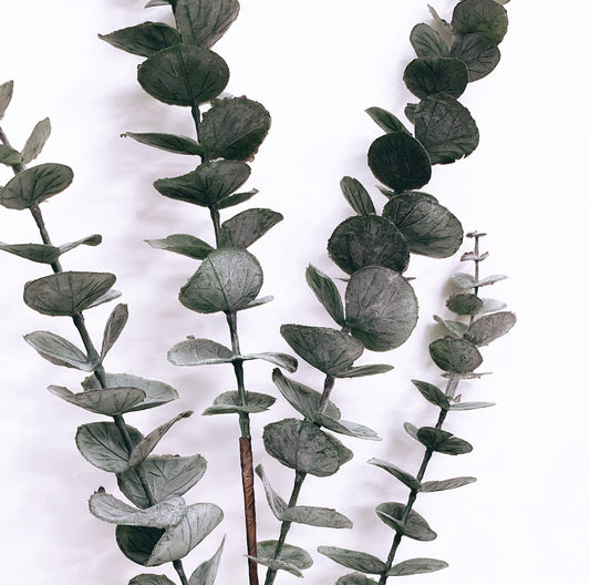 Green Grey Eucalyptus Stem